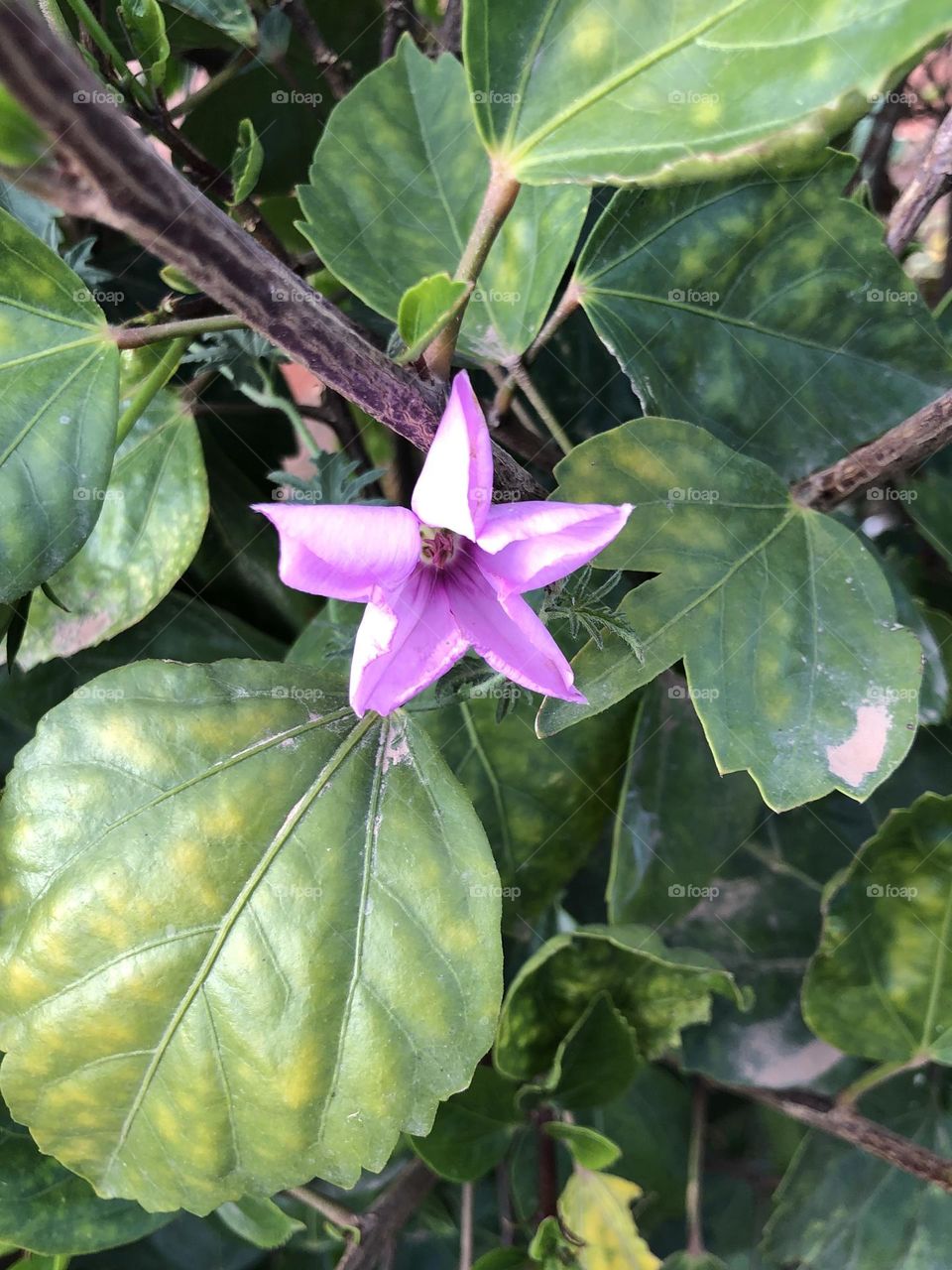 Beautiful and purple flower in the garden