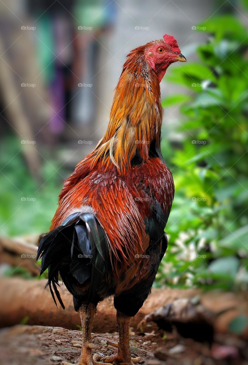 Close up Rooster