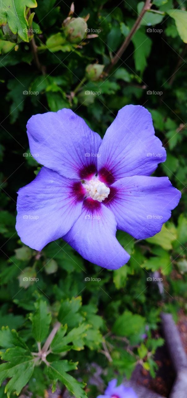 Violet Flower, Blossom