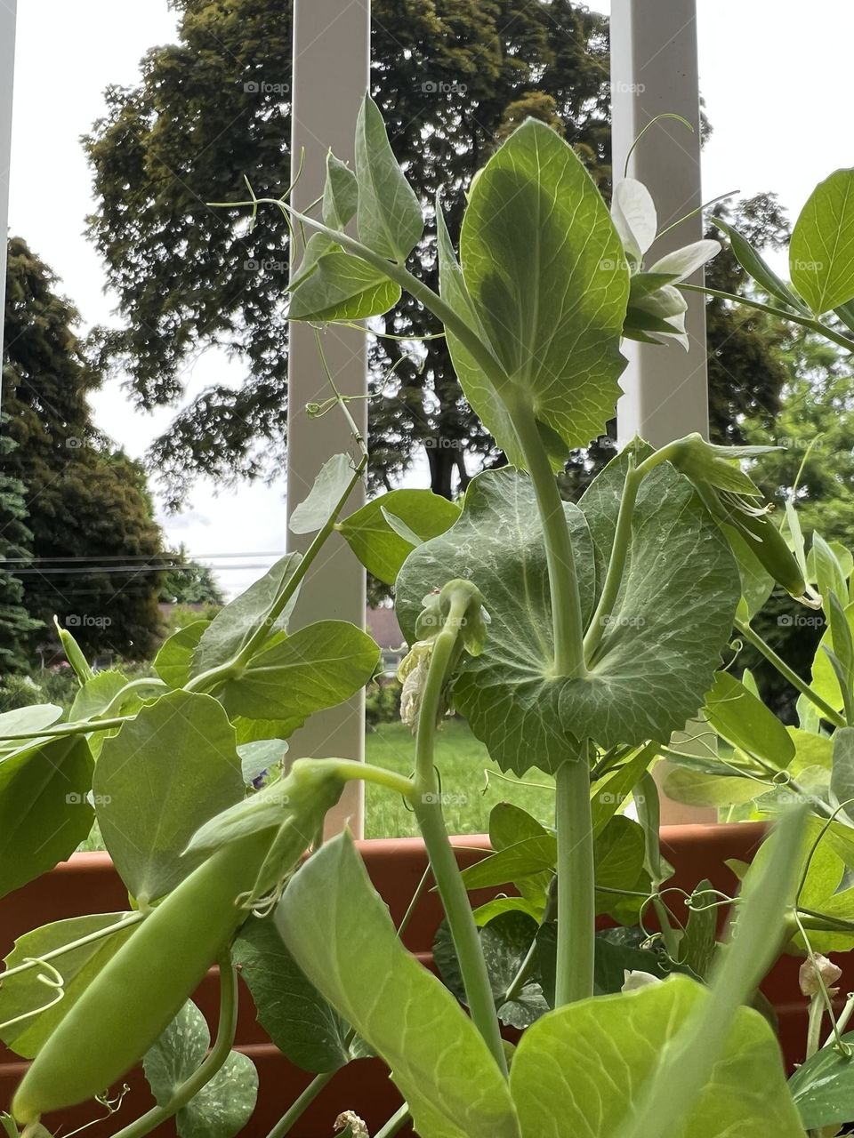 Growing Sugar Ann Snap Peas 