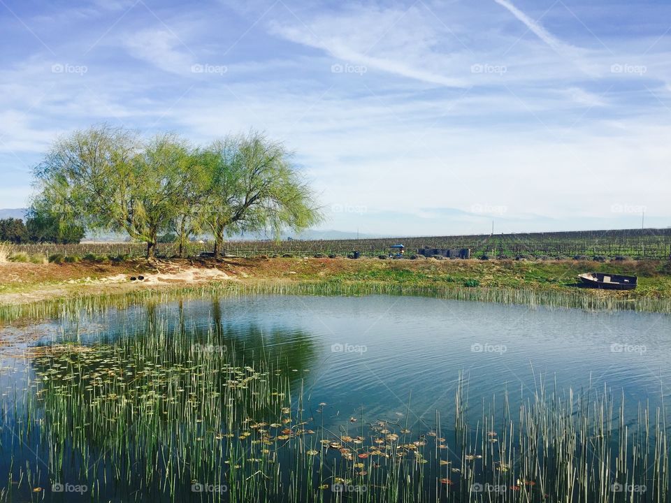 Scenic view of lake and agricultural landscape