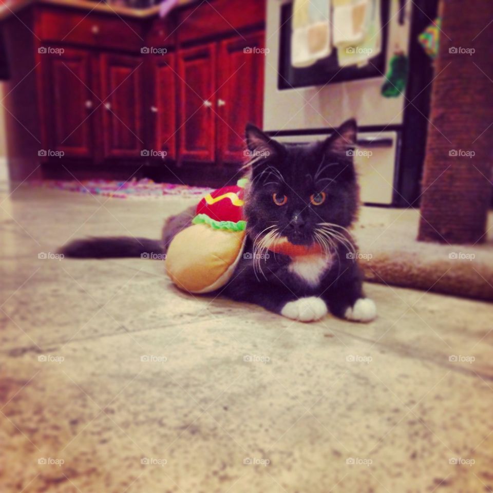 Hotdog cat