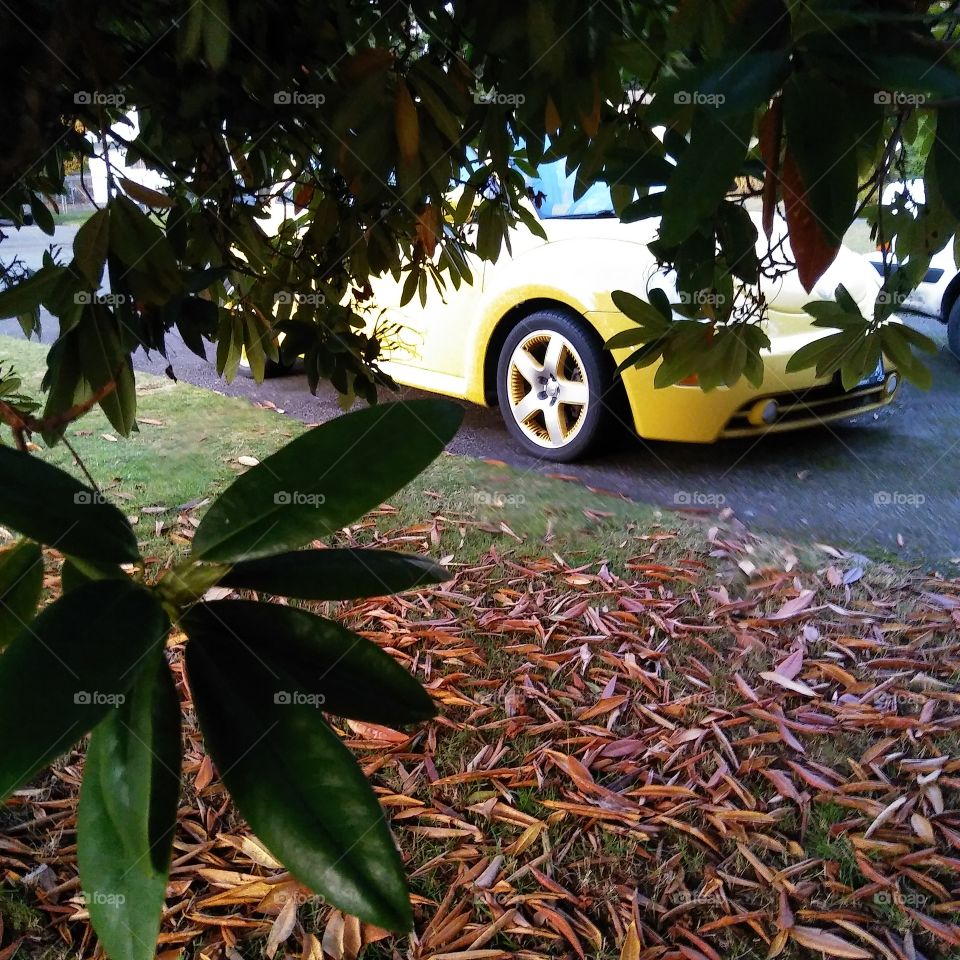 Yellow car behind Rhodedendron tree.