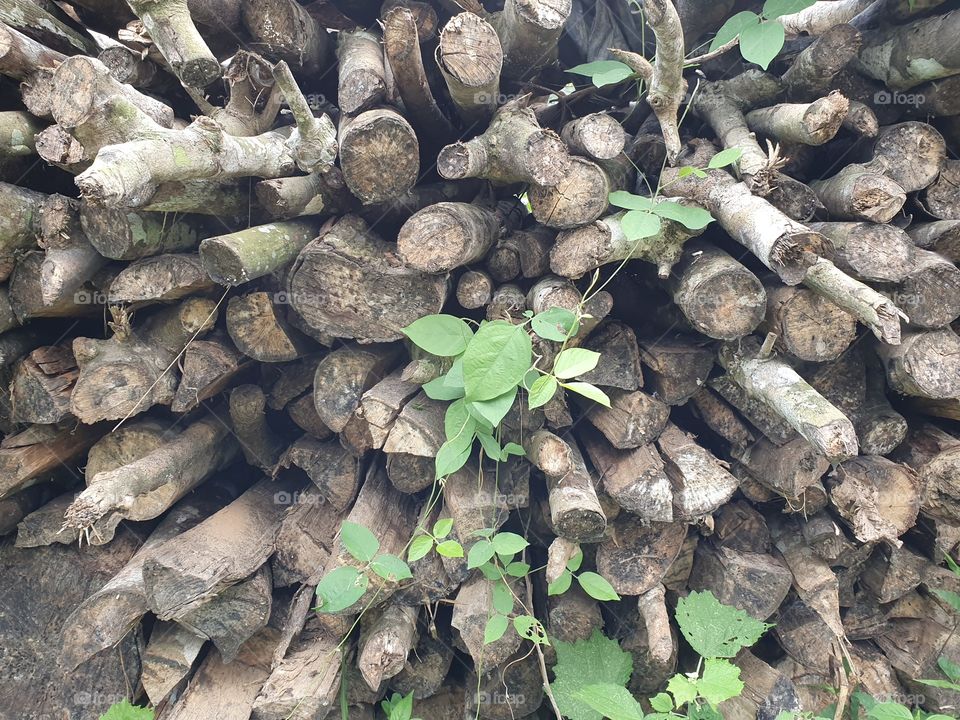 weathered piles of wood