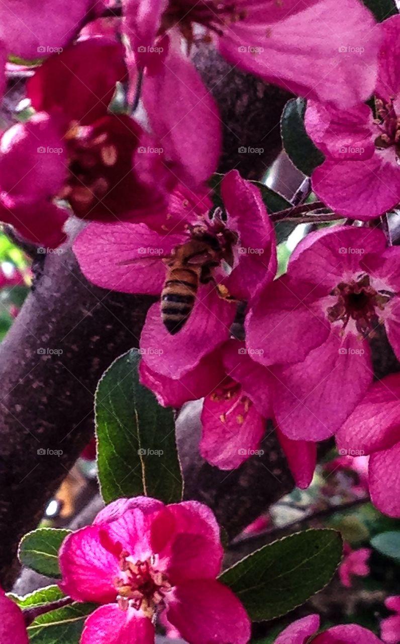 Bee on flower