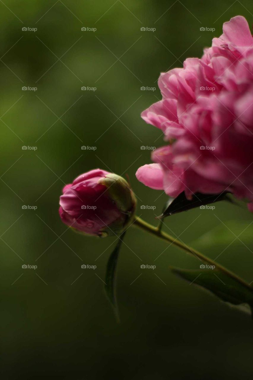 peonies