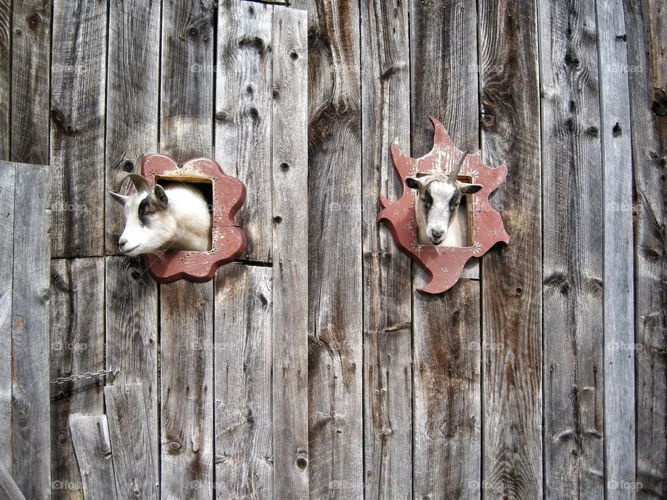 2 funny goats