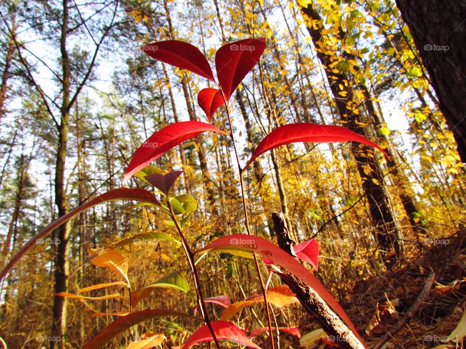 Beautiful autumn 