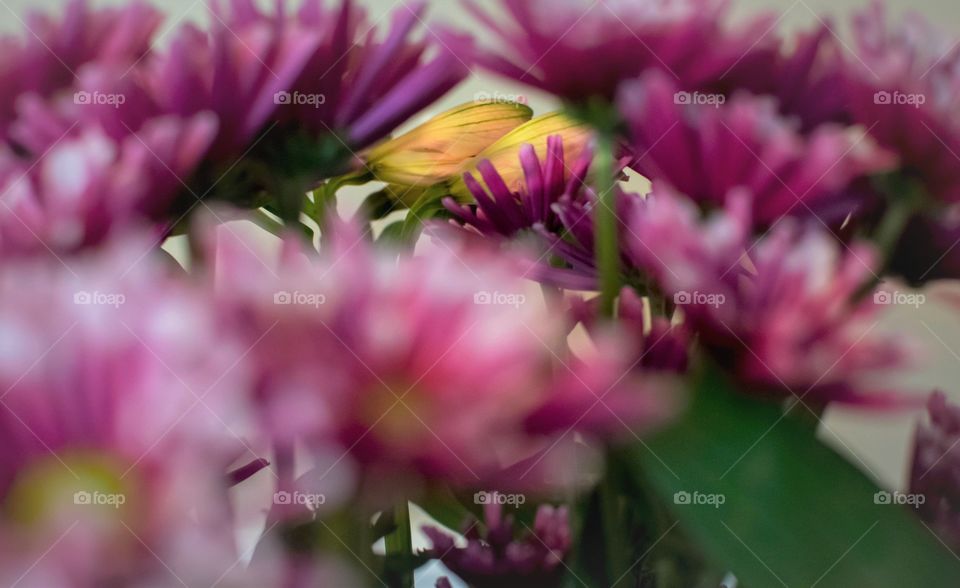 Bouquet selective focus