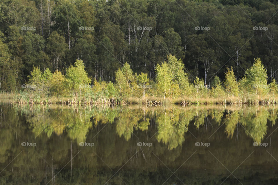 Calm lake with reflection - spegelblank sjö skog