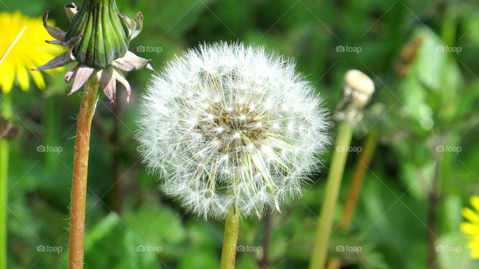 dandelion
