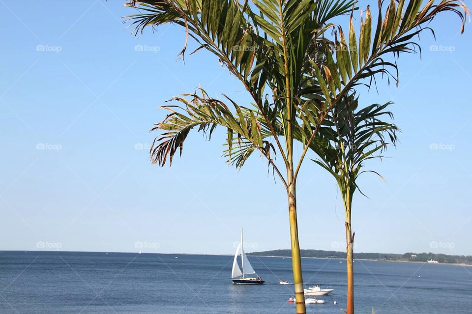 Sailing & Palms