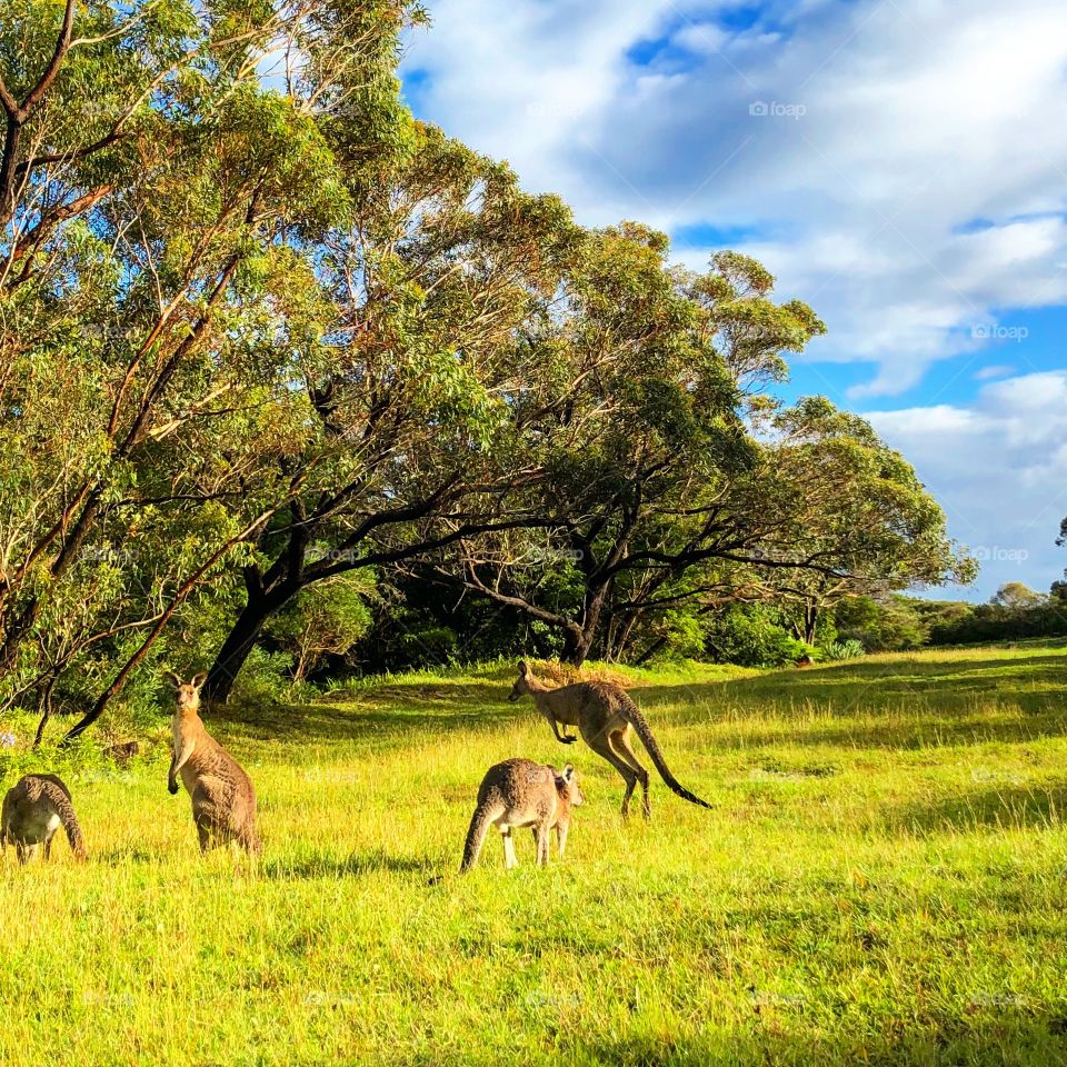 Meet the locals - kangaroos in Australia 