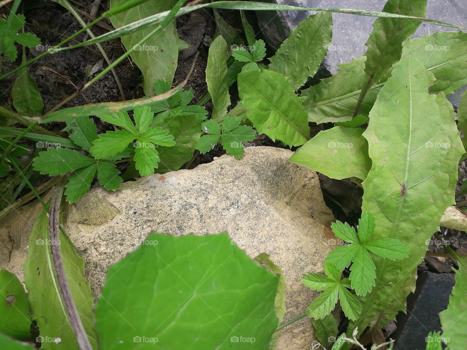 green leaves and yellow stone