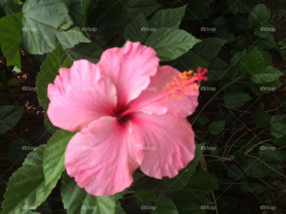 Flor natureza hibiscos rosa 