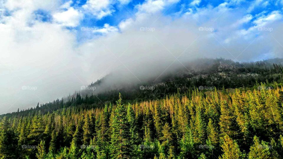 Cloudy Evergreens