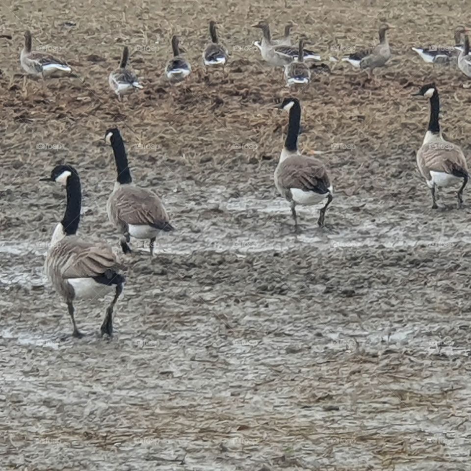 A group of swans in the field