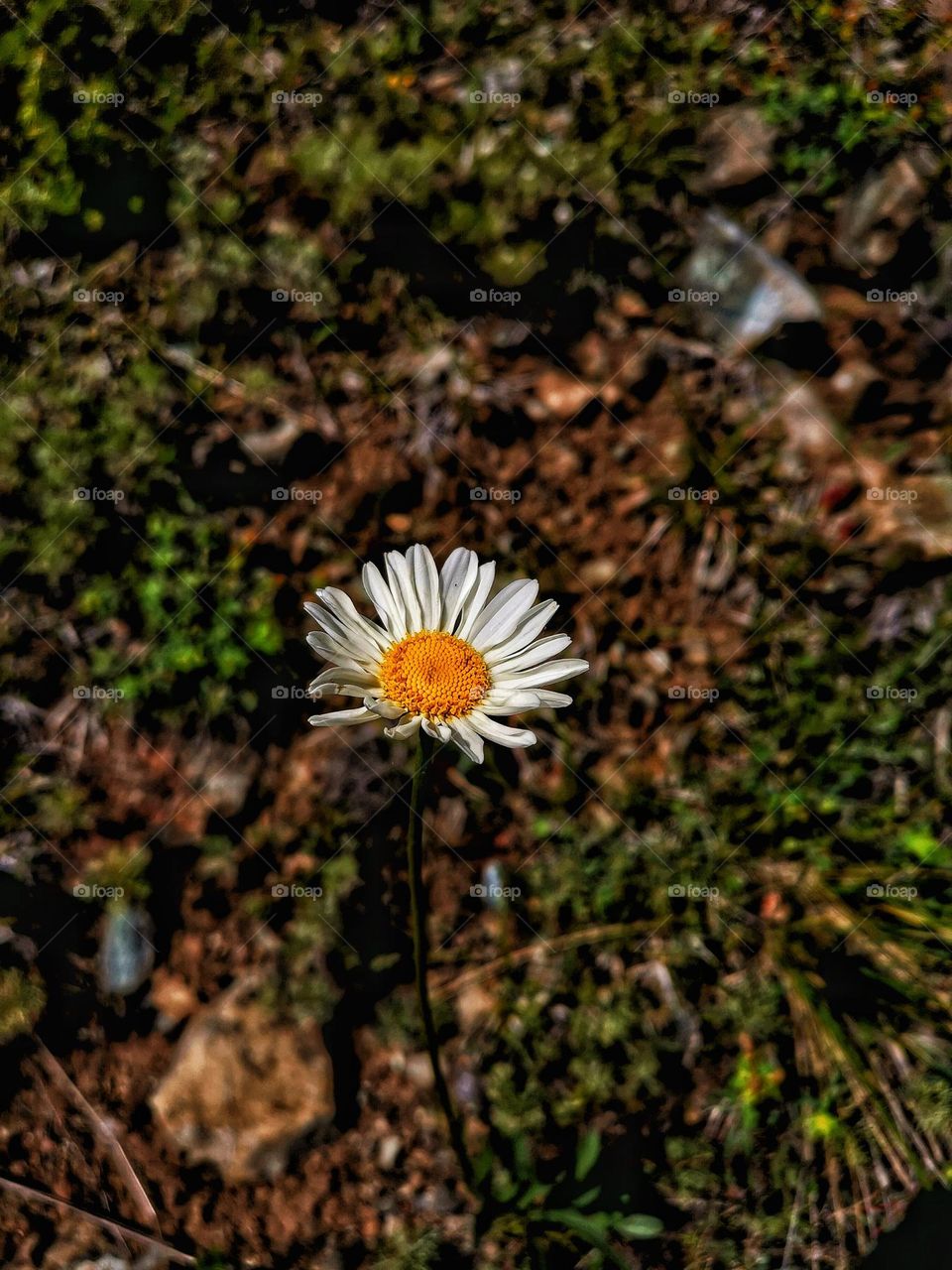 Common Daisy