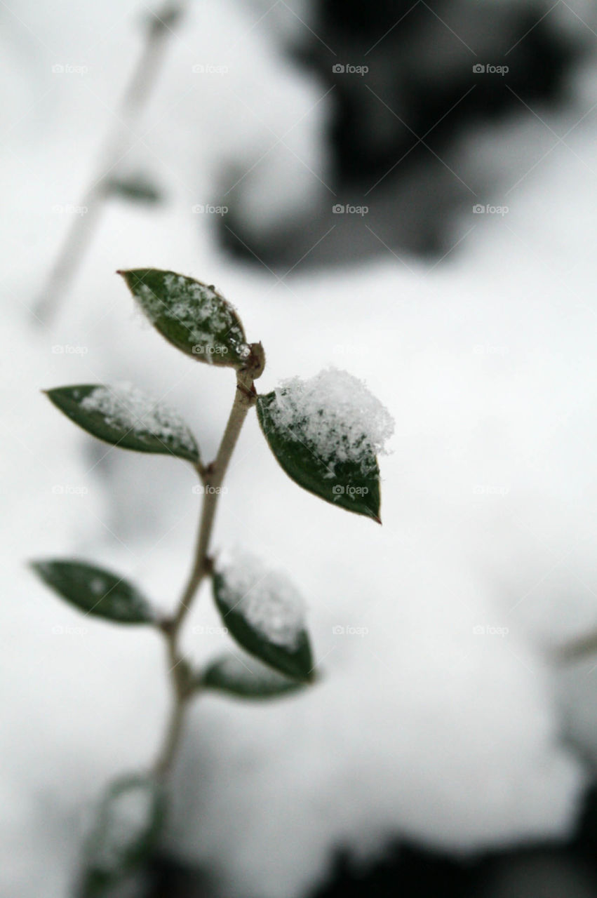 Snow resting on leaves. Delicate snow piled on little sprouting leaves 