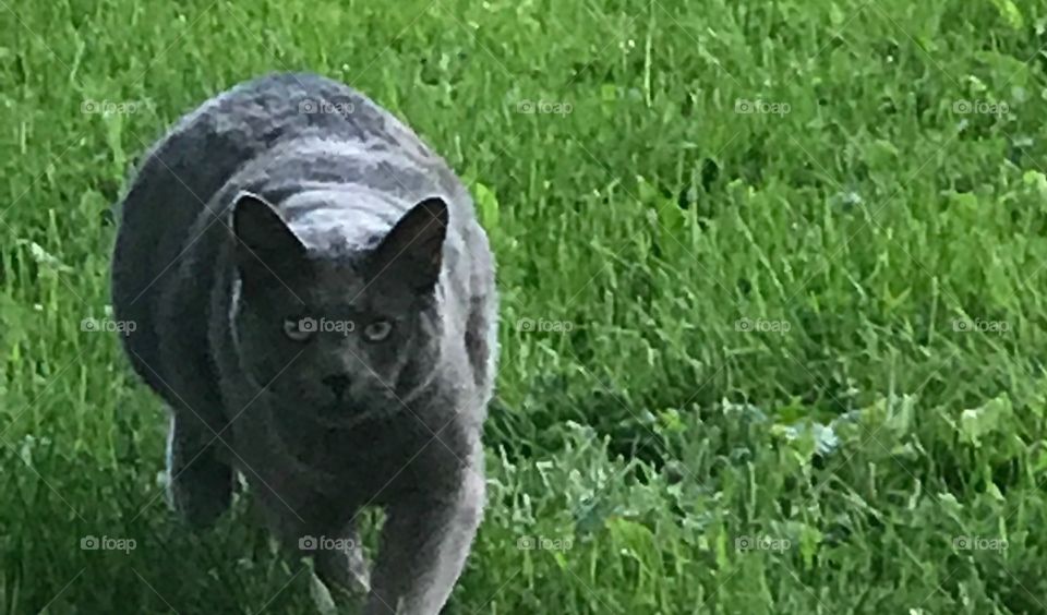 On the prowl 