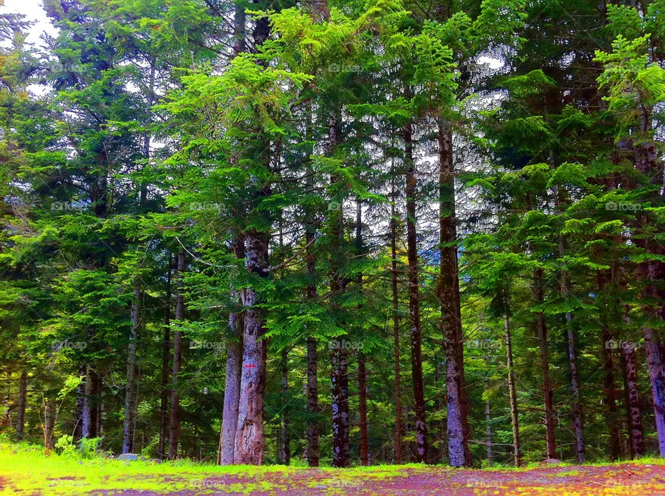 FOREST