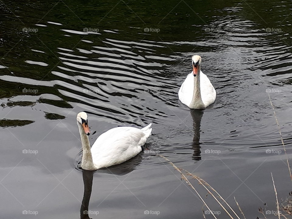 Swans On A Lake