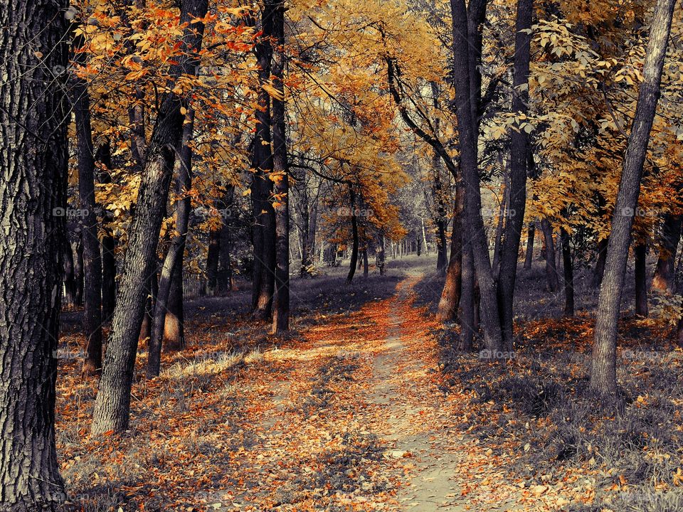 Footpath passing through forest during autumn