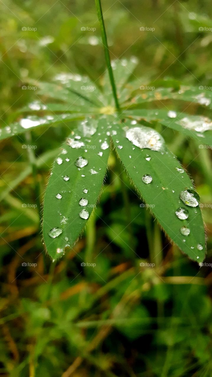 Raindrops