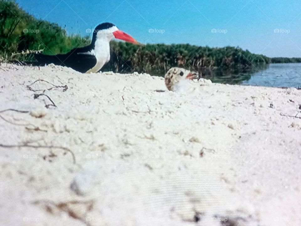 one bird photography