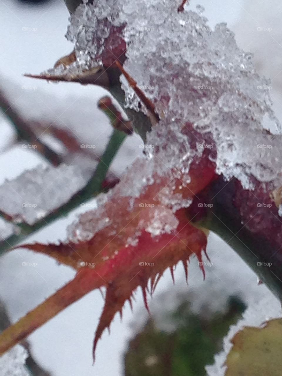 Winter frost 