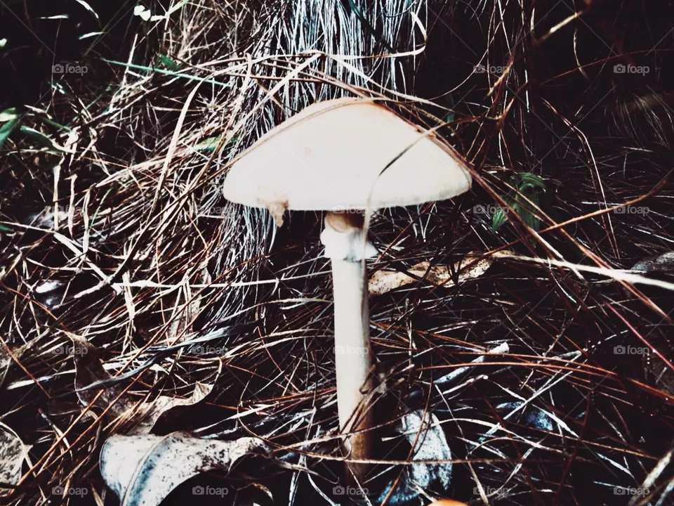 Cogumelos 