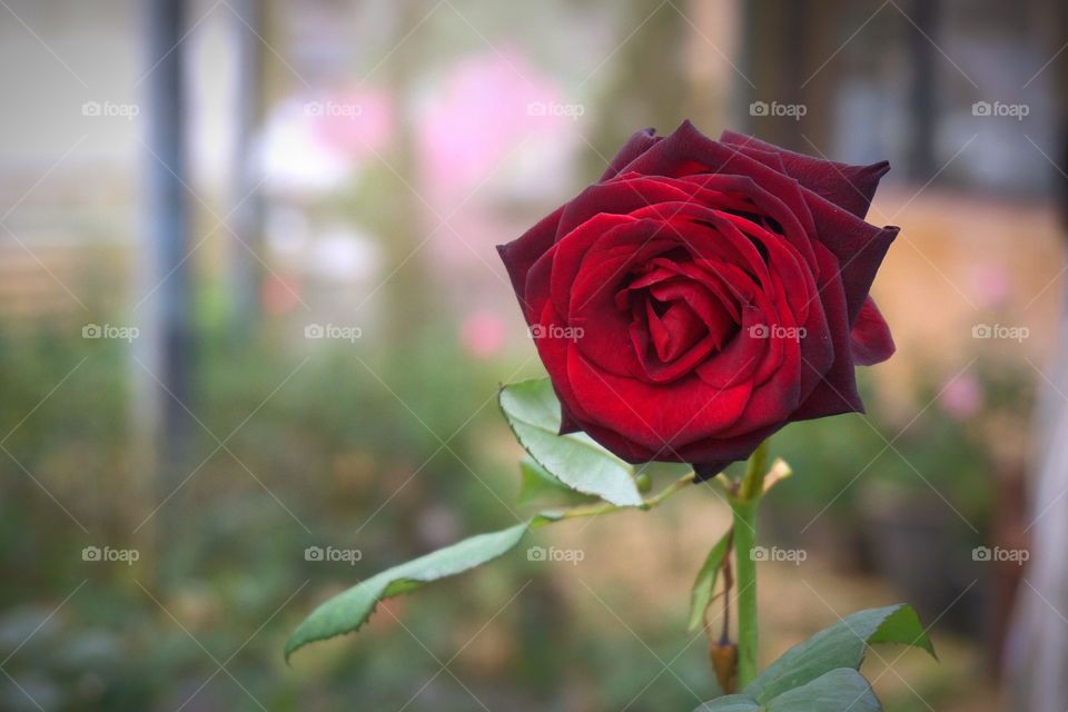 Rose, Flower, Love, Romance, Nature