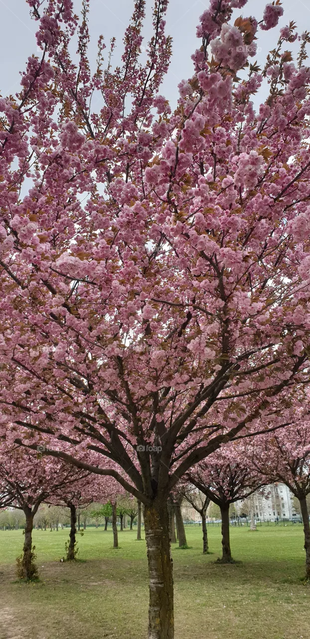 sakura