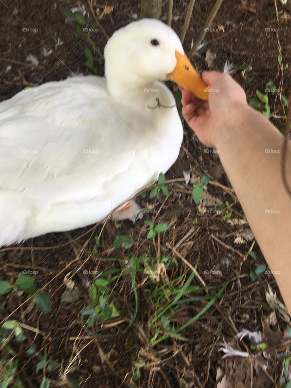 A sweet female duck cuddles up to her favorite human