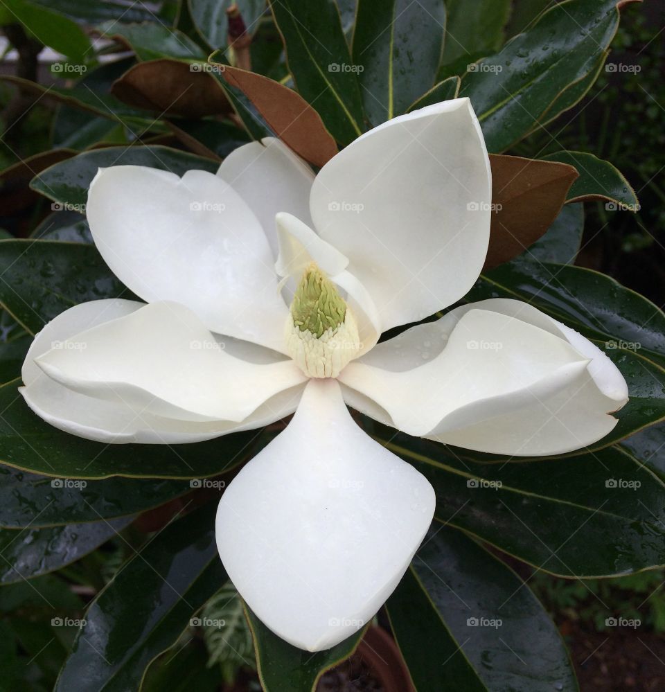 Newly opening magnolia blossom, with newly fallen raindrops on it's petals