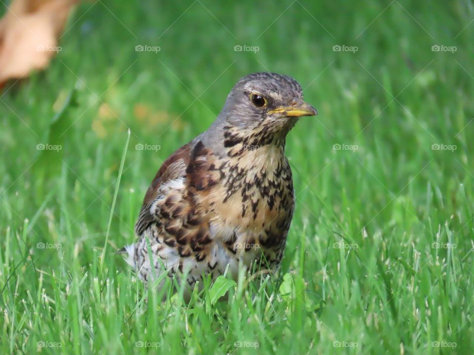 Thrush in the grass