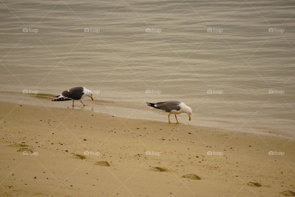 seagulls looking for food on the beach