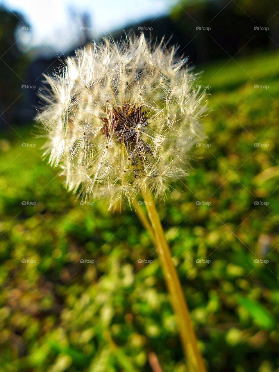 Dandelion plant