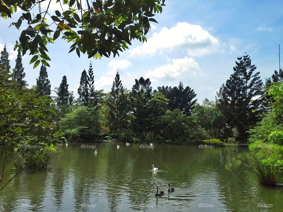 A beautiful lake with white swans