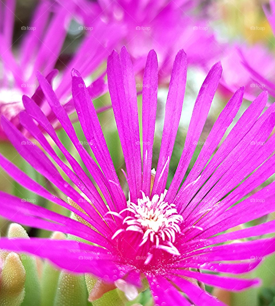 Macro Wildflowers Pink Close-up