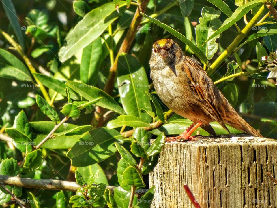 Wild Songbird
