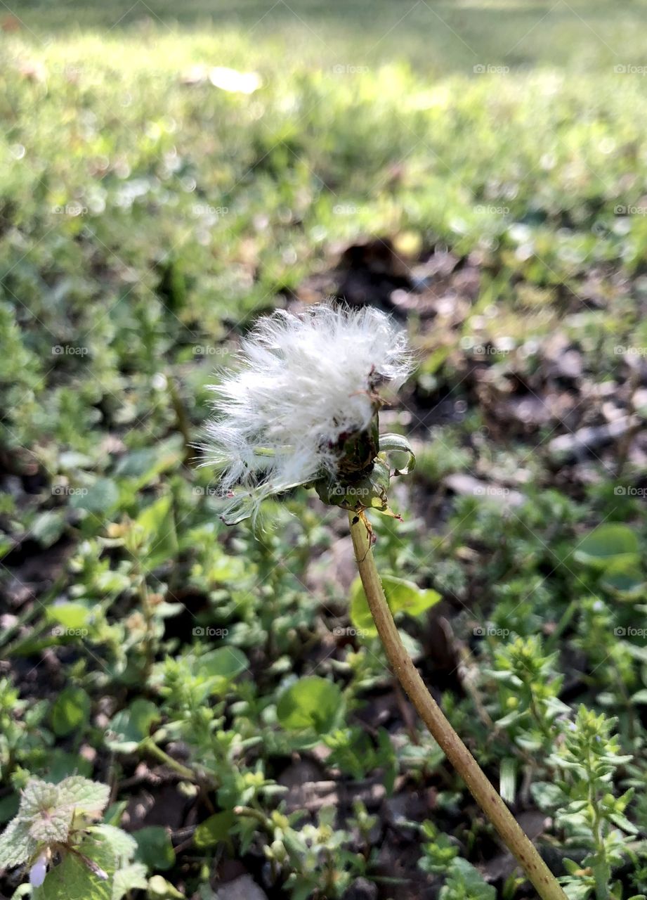 Spring dandelion entering seed stage 