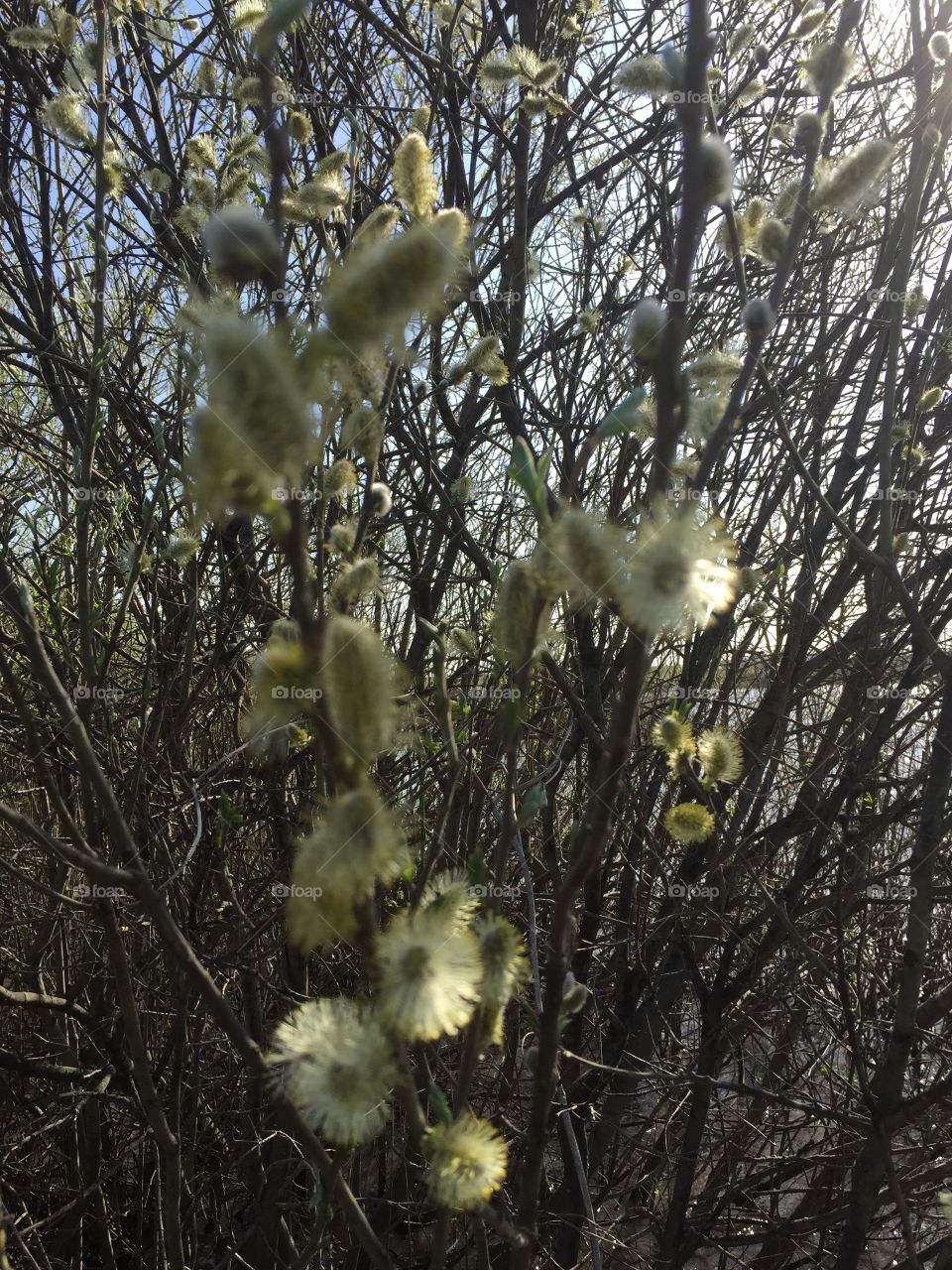 Blooming willow 