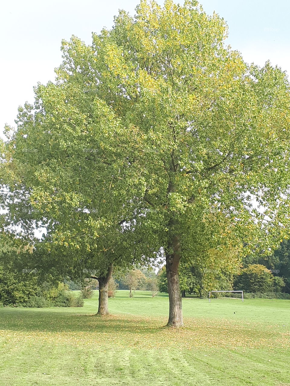 Landscape, Tree, Nature, Grass, No Person