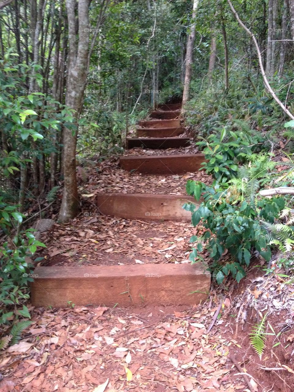 Rainforest Stairs