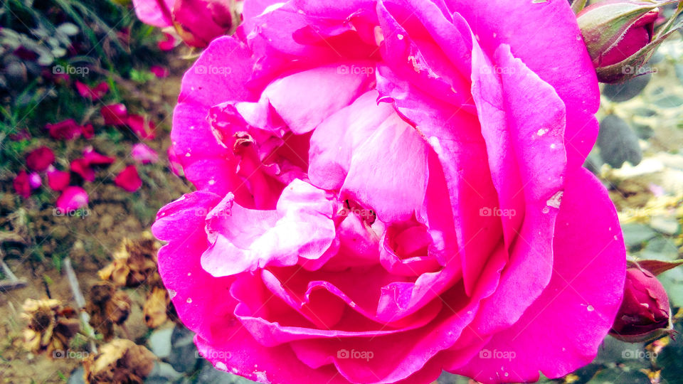 Dark pink rose beautiful natural background