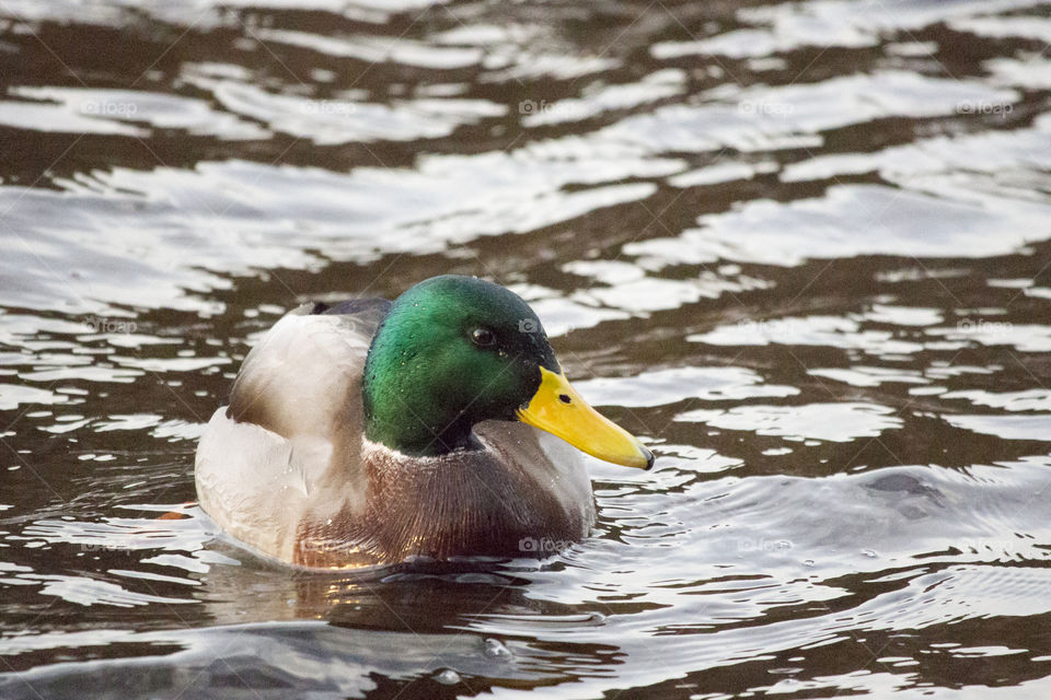 Mallard duck - male
