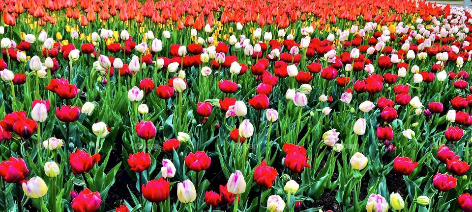 Stunning full bloom tulips at the Canadian Tulip Festival.