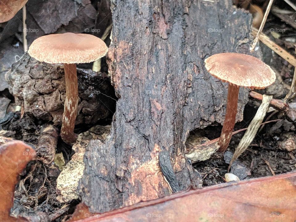 Mushrooms