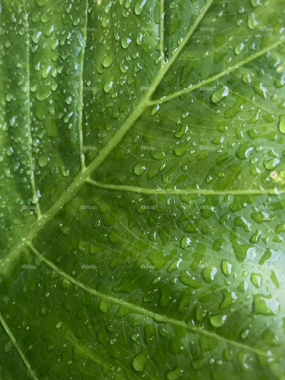 Close-up of a green tropical leaf with drops of water